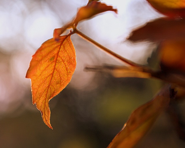 Autumn Palette