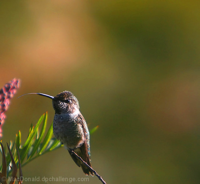 Reaching for the nectar