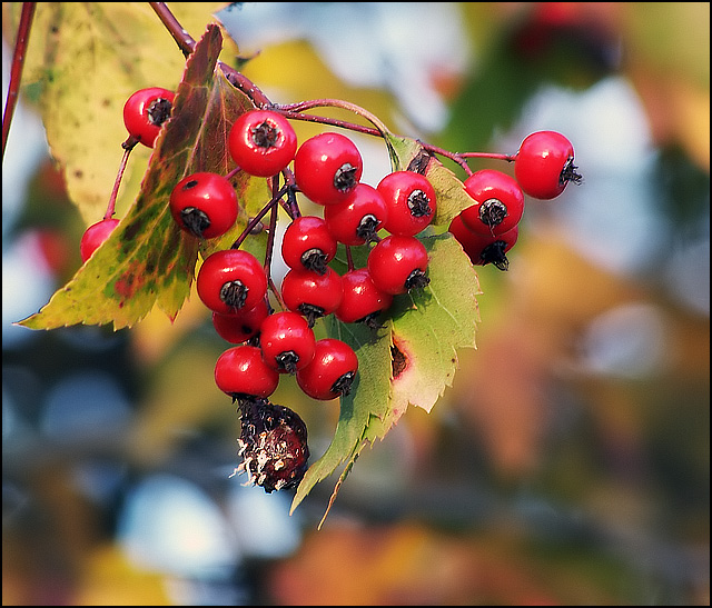 Berry...Berry, Good