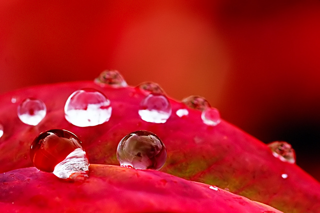 water drops and fall colors