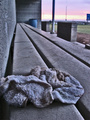 In the Dugout