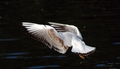 Wind Beneath My Wings