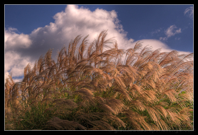 Corner Breeze