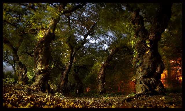  A Storm Brews in the Enchanted Forest...