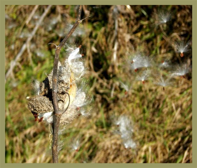 MilkWeed In The Wind