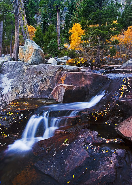 Wind-blown Fall Leaves