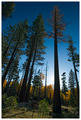 PONDEROSA PINES
