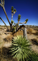 The Gnarled Desert