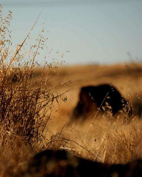 Depth of a Field