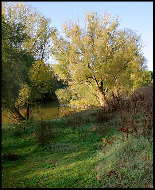 Trees beside the river