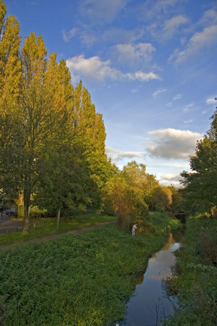 Poplars