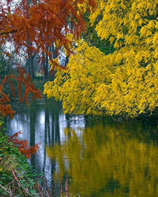 Colors of Fall