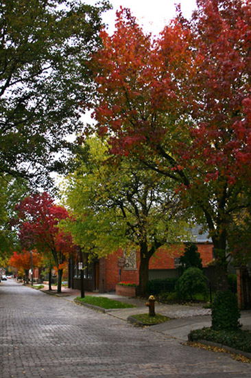 Autumn Urban Landscape