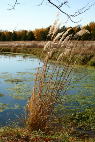 Fall Pond