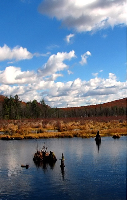 Beaver Swamp