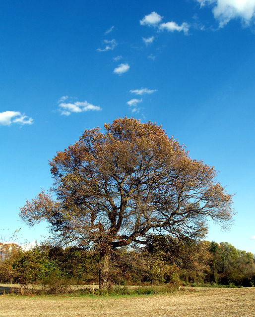 El Arbol (The Tree)