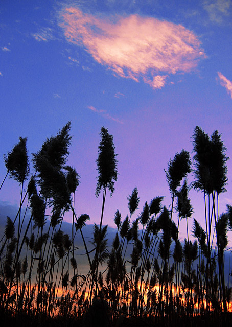 Cattail Sunset