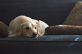 Gilly's Couch