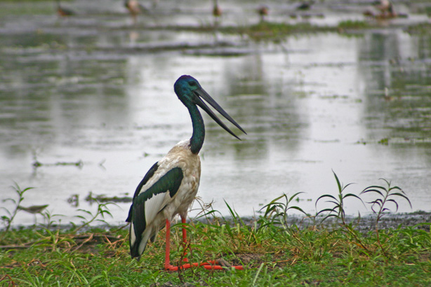 Jabiru in Kakadu