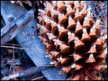 deep forest pine cone