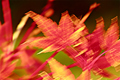 Autumn Abstract