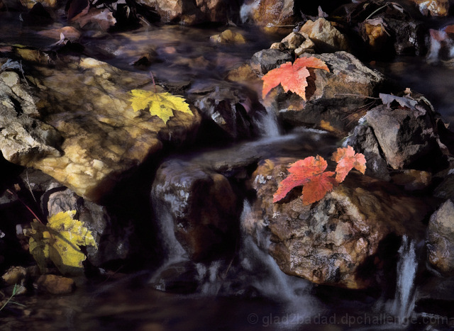 Silent descent, brightly displayed.  Gracing this stream on a late fall day.