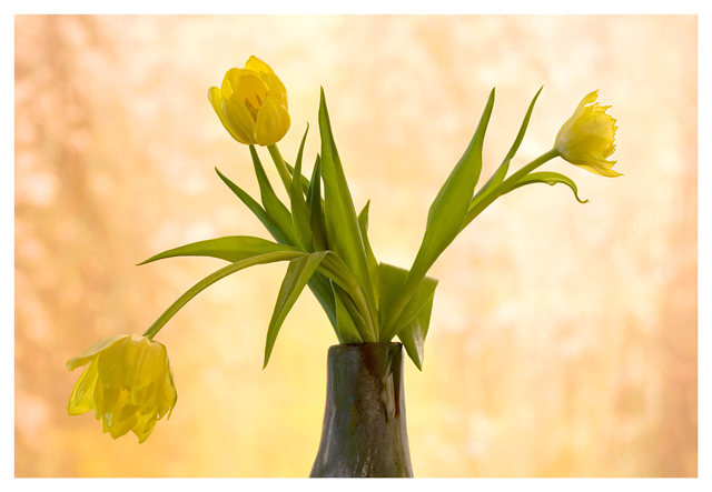 Three Yellow Tulips