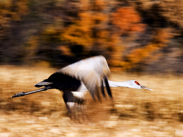 Bosque del Apache Fly-by