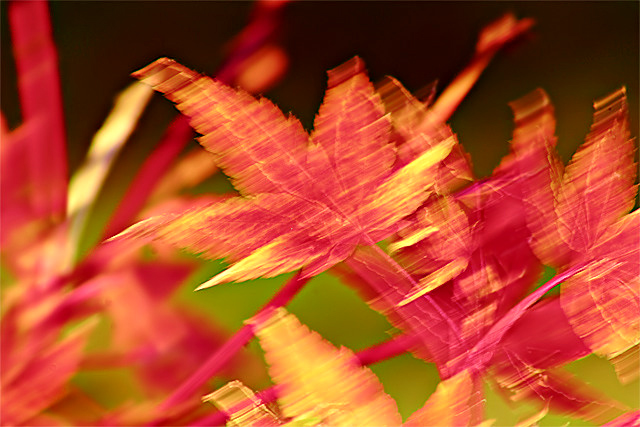 Autumn Abstract