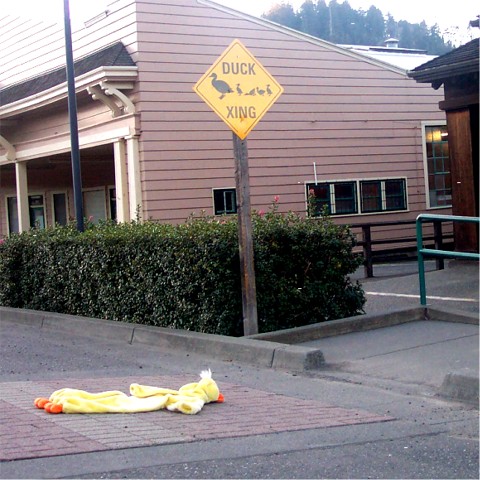 Duck Crossing