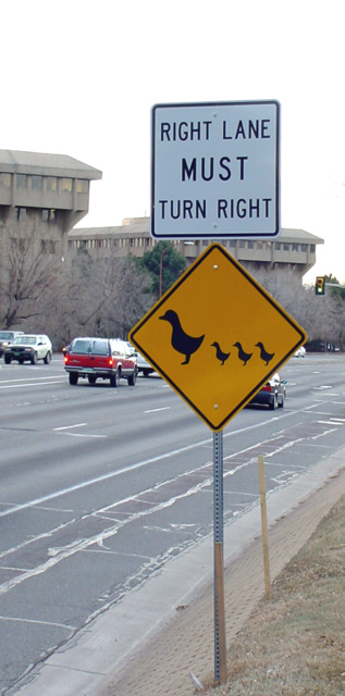 Ducks have the right of way in Lakewood CO.