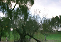 in the lake