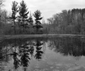 Black Trees, Gray Trees, and White Trees Everywhere