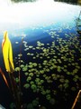 Lilypads II