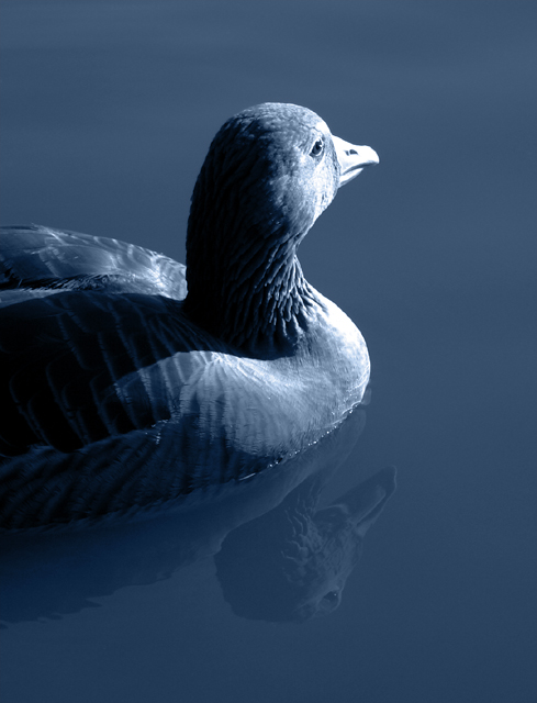 Goose