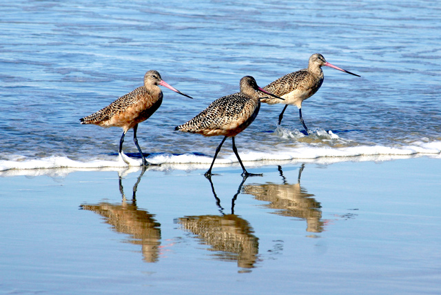 Three on a walk