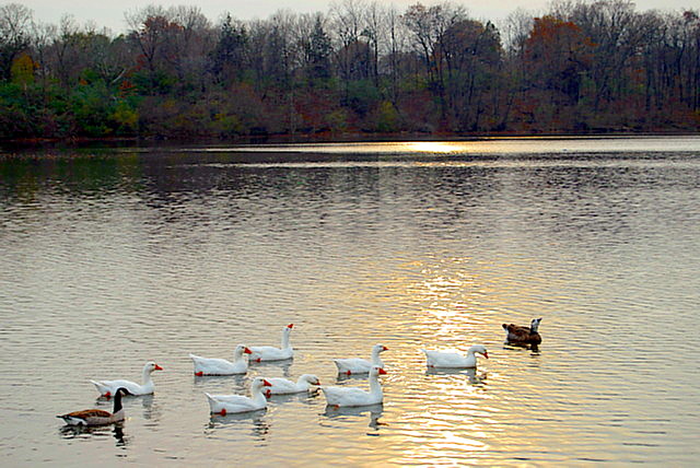 Ducks on Cottage Lake