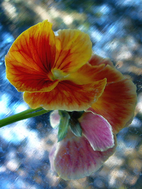 One Pansy on Mylar, Reflecting the Trees Above