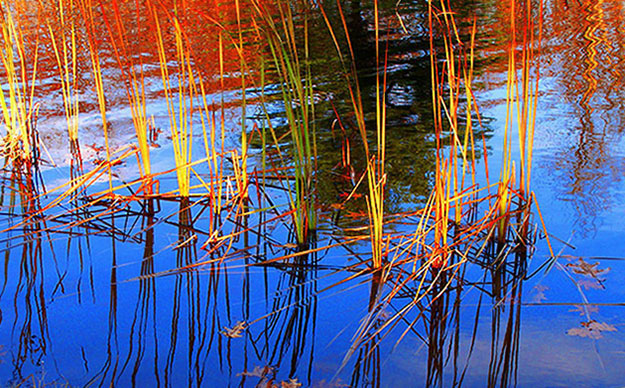 Reflections Golden on a Pond