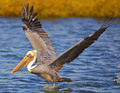 OC Pelican