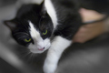 Cat Cardiologist