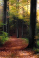 Beeches forest in autumn