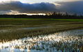 Winter Sun in the Fields