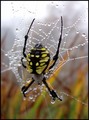 Garden Spider