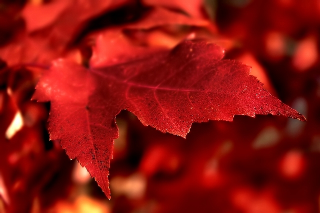 Maple