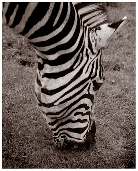Zebra