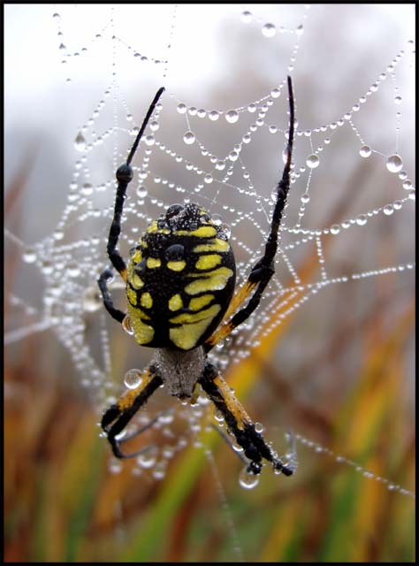 Garden Spider
