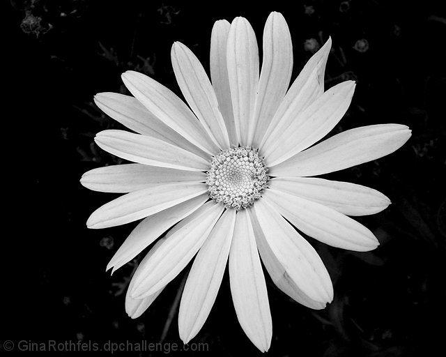 Daisy