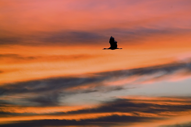 Solitary Sandhill