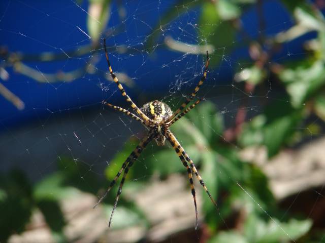 Black and Yellow Argiope spider